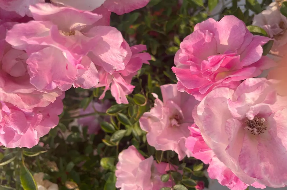 blog2image